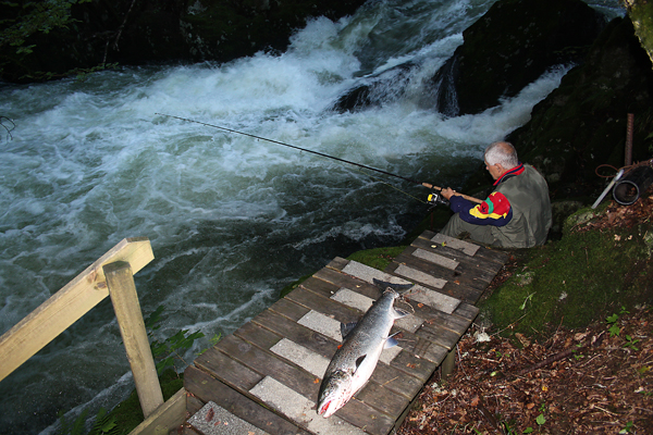 Per kristian Vik Laks  6,8 kg